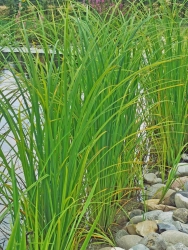 Carex acuta - Schlanksegge
